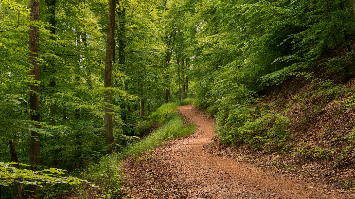 Curved dirt path winding through tall native ferns and dappled forest light